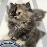 ミヌエット(長足)