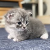 ミヌエット(長足)