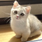 ミヌエット(短足)