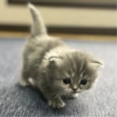 ミヌエット(長足)