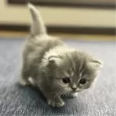 ミヌエット(長足)