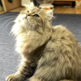 ミヌエット(長足)