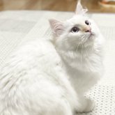 ミヌエット(長足)