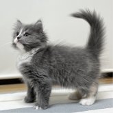 ミヌエット(長足)