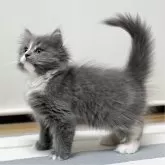 ミヌエット(長足)