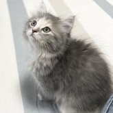 ミヌエット(長足)