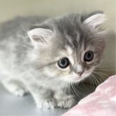 ミヌエット(長足)