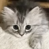 ミヌエット(長足)