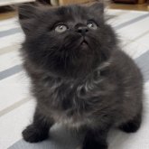 ミヌエット(長足)