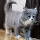 ミヌエット(長足)