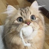 ミヌエット(長足)