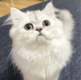 ミヌエット(長足)