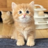 ミヌエット(長足)