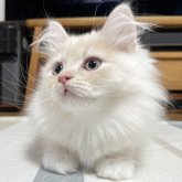 ミヌエット(長足)