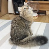 ミヌエット(長足)