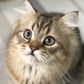 ミヌエット(長足)