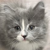 ミヌエット(長足)