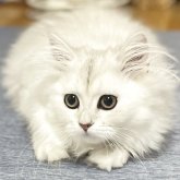 ミヌエット(長足)
