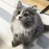 ミヌエット(長足)