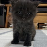 ミヌエット(長足)