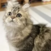 ミヌエット(長足)