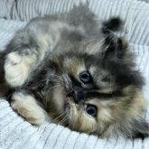 ミヌエット(長足)