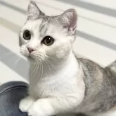 ミヌエット(短足)