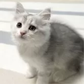 ミヌエット(長足)