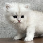 ミヌエット(長足)
