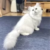ミヌエット(長足)