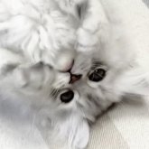 ミヌエット(長足)