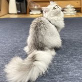 ミヌエット(長足)