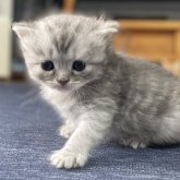 ミヌエット(長足)