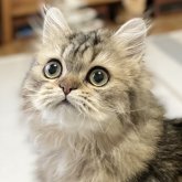 ミヌエット(長足)