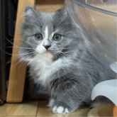 ミヌエット(長足)