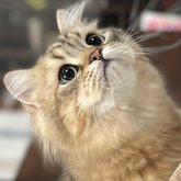 ミヌエット(長足)