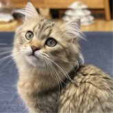 ミヌエット(長足)