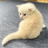 ミヌエット(長足)