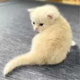 ミヌエット(長足)