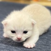 ミヌエット(長足)