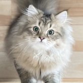 ミヌエット(長足)