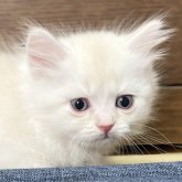 ミヌエット(長足)