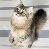 ミヌエット(長足)【愛知県・男の子・2025年4月29日・ブラウンマッカレルタビー】の写真1