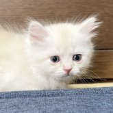 ミヌエット(長足)