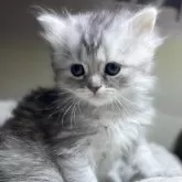 ミヌエット(長足)