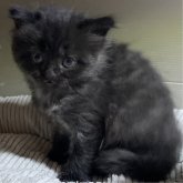 ミヌエット(長足)