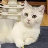 ミヌエット(短足)