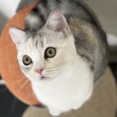 ミヌエット(短足)