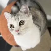 ミヌエット(短足)