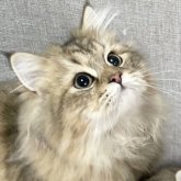 ミヌエット(長足)